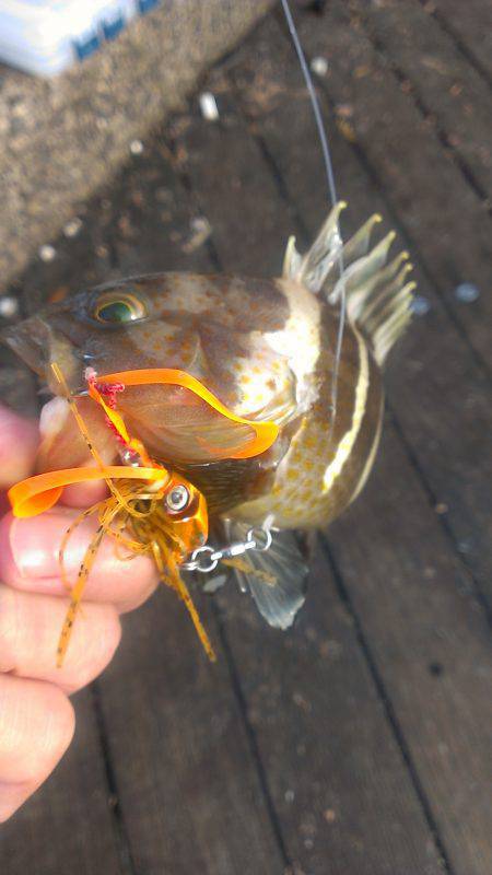 敦賀新港のサゴシ狙いは気配なく…底を攻める…